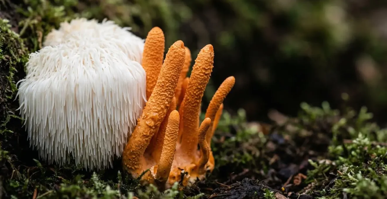 Extreme macro photograph showing the textural contrast between Lion's Mane delicate white tendrils and Cordyceps dark elongated forms, with shallow depth of field highlighting their distinct structural characteristics