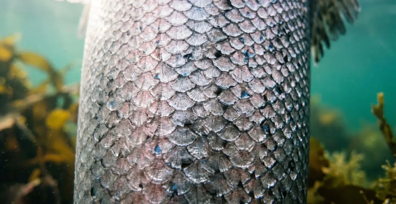 Underwater macro view showing salmon skin texture and natural marine environment in Scottish waters